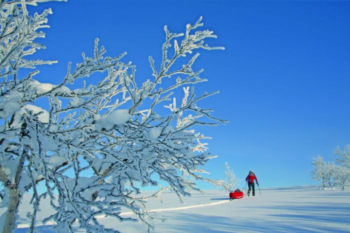 Fjellpulken i dypsnø